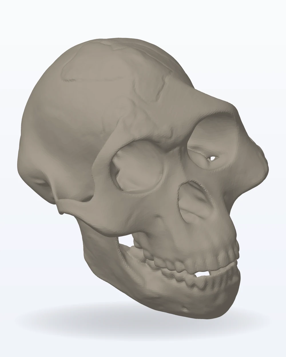 Ilustración del modelo 3D de cráneo y mandíbula de Australopithecus afarensis (Lucy), con los colores de la impresión