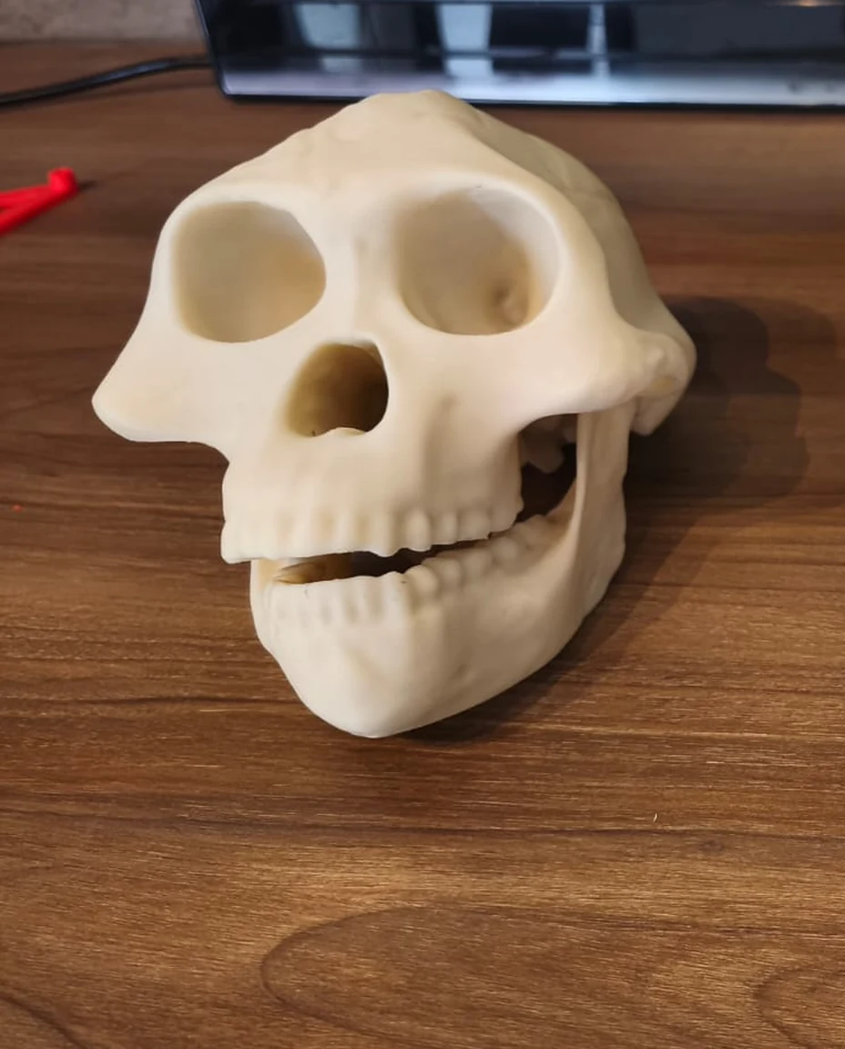 Cráneo y mandíbula de Australopithecus afarensis (Lucy) impreso en 3D en PLA color piedra (foto de una impresión de CNCero)