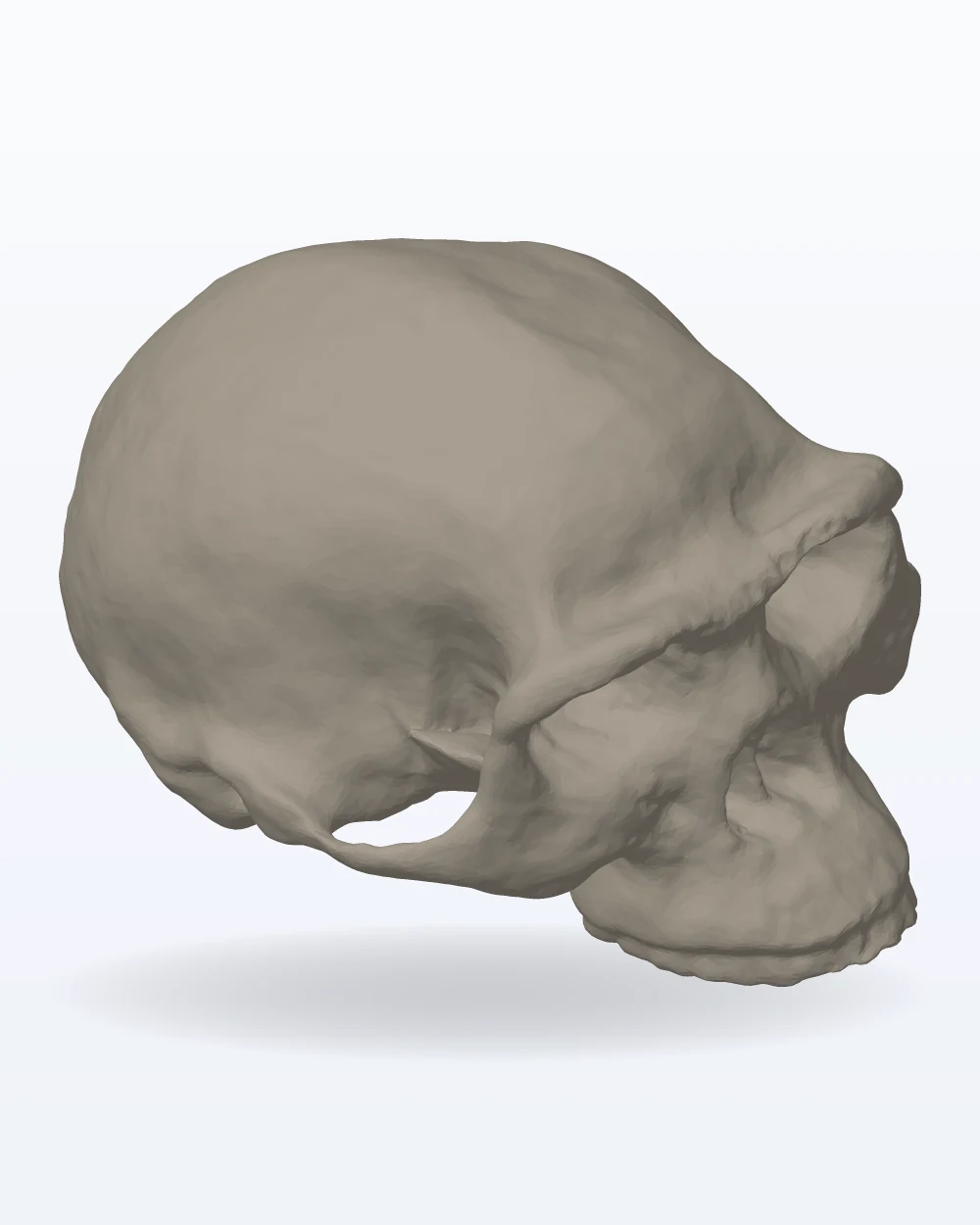 Ilustración del modelo 3D de cráneo de Homo erectus, con los colores de la impresión