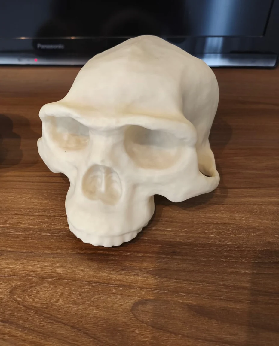 Cráneo de Homo erectus impreso en 3D en PLA color piedra (foto de una impresión de CNCero)
