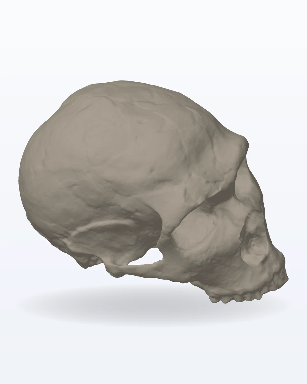 Ilustración del modelo 3D de cráneo de Homo neanderthalensis (La Ferrassie 1), con los colores de la impresión