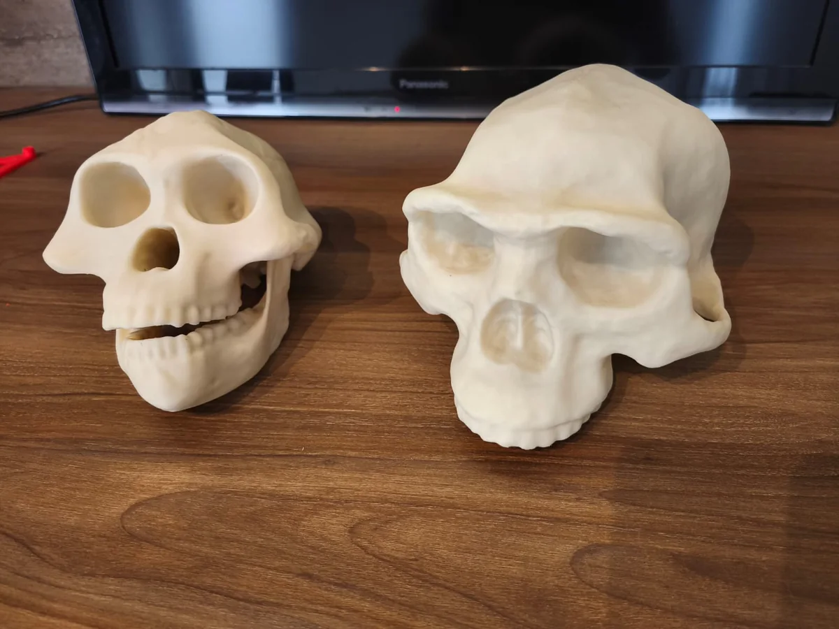 Cráneos de Australopithecus afarensis (Lucy) y de Homo erectus impresos en 3D en PLA color piedra, apoyados sobre una mesa de madera