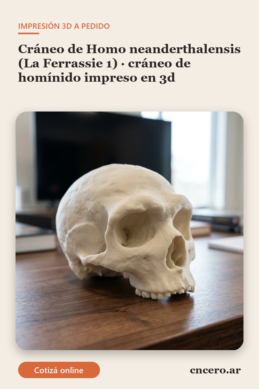 Cráneo de homínido impreso en 3D en PLA color piedra: cráneo de Homo neanderthalensis (La Ferrassie 1) (imagen ilustrativa)