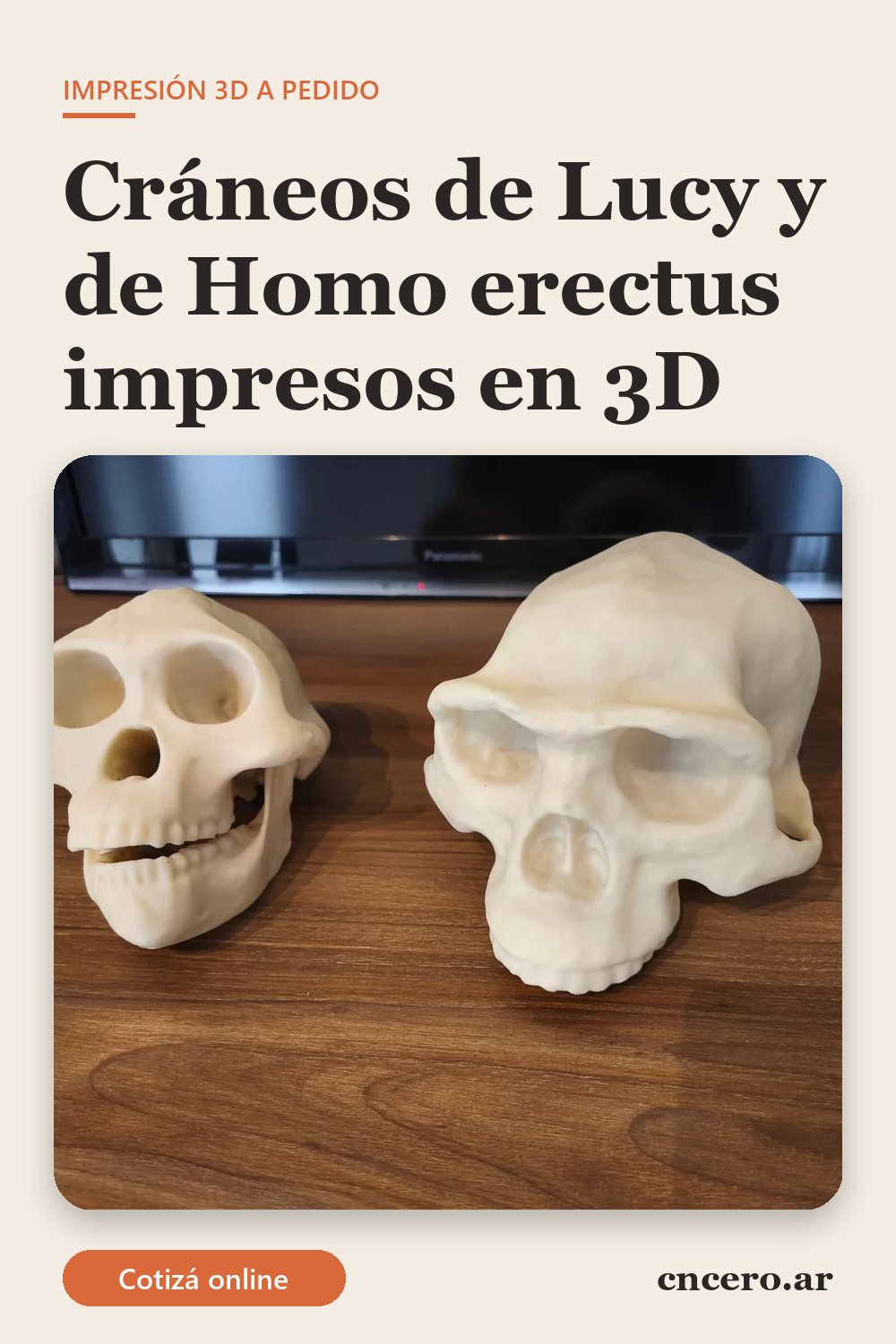 Cráneos de Australopithecus afarensis (Lucy) y de Homo erectus impresos en 3D en PLA color piedra, apoyados sobre una mesa de madera